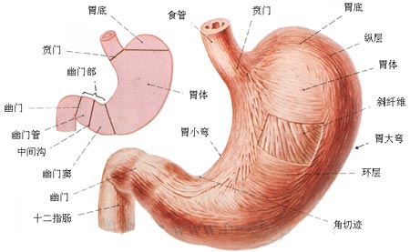 胃炎到底應(yīng)該怎樣治？做了10萬次胃鏡，醫(yī)生分享治胃真言！