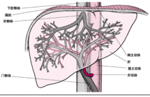 肝臟的血供