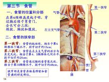 食管的狹窄